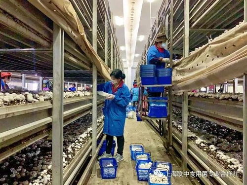 決戰(zhàn)60余日夜 戰(zhàn)疫大考中的金山民企餐飲服務力量